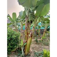 ราคา หน่อกล้วยน้ำว้าพระราชทานพันธุ์เตี้ย (13509002592)