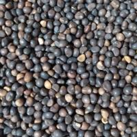 ราคา 300เมล็ด ผักบุ้งแก้ว ผักบุ้งเพาะต้นอ่อนเพื่อสุขภาพ บ้องใหญ่ ใส่เย็นตาโฟ (3241575293)