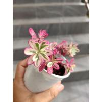 ราคา คุณนายตื่นสายใบด่าง(คุณนายไฮโซ) (9288794220)