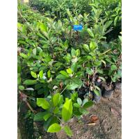 ราคา ต้นละมุดสีดา(ต้นพันธุ์เสียบยอด)สูง 40-50 เซนติเมตร (40369989173)