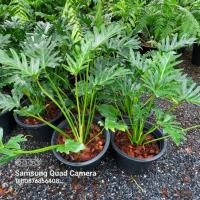 ราคา ต้นฟิโลเดนดรอน ซานาดู ปลูกในกระถาง 6"-11" (2783373573)