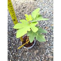 ราคา มะเดื่อฝรั่ง eastern brownturkeyกิ่งตอนชำ (29583584326)