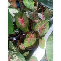 ราคา บอนนกกระทา/ช้างเผือกใบบัว/อิเหนา (13417766497)