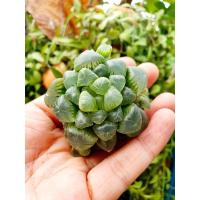 ราคา ฮาโวเทีย หยดน้ำ ส่งแบบเคาะดิน (9005927709)