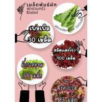 ราคา เมล็ดพันธุ์ผัก ผักสลัดแดงโรสชี่ สลัดเพอเพิล สลัดแดงเรนโบว์ ผักกาดเขียวชุ่ฉ่าย ผักกาดหอม 10แถม1คละได้ (22683972470)