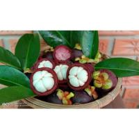 ราคา มังคุดอินทรีย์ มาตรฐานออร์แกนิคไทยแลนด์ จากกรมวิชาการเกษตร (รหัสรับรองTAS 55891) จากชุมพร มังคุด มังคุดใต้ ผักผลไม้ (9687966132)