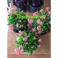 ราคา ต้นโป๊ยเซียนแคระ ไม้มงคล (7579500124)