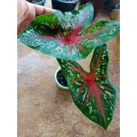 ราคา เจ้ากรุงไกรเซอร์ จัดส่งทั้งกระถางต้นตามภาพ (10355280489)