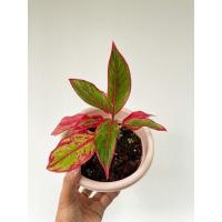 ราคา ต้นแสงเงินแสงทอง(แก้วกาญจนา) #ไม้มงคล #ไม้ประดับ (11866267337)