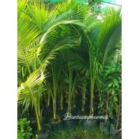 ราคา ต้นมะพร้าวน้ำหอมเตี้ยขนาด1.5-2เมตร (15925705950)