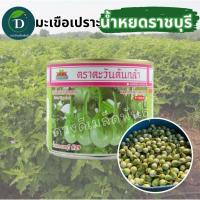 ราคา มะเขือเปราะน้ำหยดราชบุรี #29 ขนาด 20 กรัม, 50 กรัม ทรงหยดน้ำ ติดผลดก มะเขือขาว มะเขือน้ำหยดราชบุรี มะเขือตะวันต้นกล้า (52902426755)