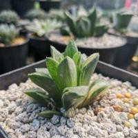 ราคา Haworthia Asperula Variegata ฮาโวเทีย ไม้อวบน้ำ แคคตัส (6932753697)