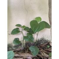 ราคา ต้นชะพลู ใบชะพลู #ต้นชะพลู#ใบพลู (8253027923)