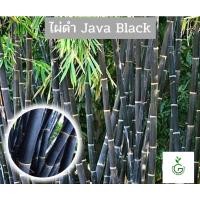 ราคา ต้นพันธุ์ไผ่ Java Black ไผ่ดำ ไผ่ประดับ ไผ่สวยงาม ไผ่มงคล (19910719552)