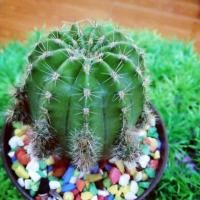 ราคา อิชินอป (2439542446)