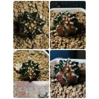 ราคา ยิมโนด่าง ไม้เมล็ด 1ต้น กระบองเพชร cactus แคคตัส ไม้อวบน้ำ ยิมโนด่าง ไม้ด่าง (6458398389)