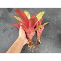 ราคา สับปะรดสี ต้นสับปะรดสีไม้ประดับ (17288806345)