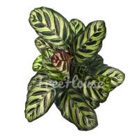 ราคา คล้าแววมยุรากระถาง 5 นิ้ว Calathea makoyana E.Morren Pot 5 (5953766349)