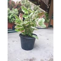 ราคา ต้นกวักเงิน หรือต้นแสยกใบด่างชมพู ต้นไม้มงคลเรียกทรัพย์ ไม้มงคลใบด่าง (7977930577)