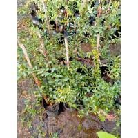 ราคา มะนาวนิ้วมือ หรือมะนาวคาเวียร์ (6342460392)