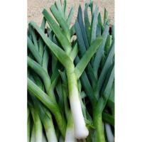 ราคา เมล็ดพันธุ์ กระเทียมต้น 200 เมล็ด American Flag's Leek เมล็ดพันธุ์แท้100%นำเข้าจากต่างประเทศ ปลูกผัก สวนครัว เพาะง่าย (23975090948)