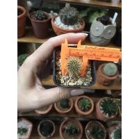 ราคา เฟเรียแคคตัสหนามทองง (5852234484)