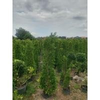 ราคา ไทรเกาหลีมีหลากหลายขนาดต้นเเข็งเเรงปลูกขึ้นง่าย (40717286391)