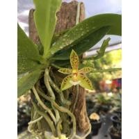 ราคา กล้วยไม้ป่าเขากวางอ่อน (10013923514)