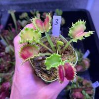 ราคา New กาบหอยแครง Chinese dumpling หายาก (41559151012)