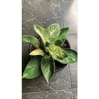 ราคา ฟิโลเบอร์กิ้น หรือ Philodendron birkin (8175247719)