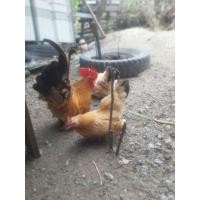 ราคา ไข่ไก่แจ้ลุ้นเชื้อ สีทองหางดำ ชุด2ฟอง (22572018530)