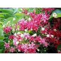 ราคา ต้นดอกเล็บมิอนางต้นละ99บ. (18679709971)