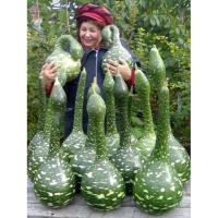 ราคา น้ำเต้าคอหงส์ - Gooseneck swan gourd บรรจุชุดละ 5 เมล็ด : ราคา 90 บาท ทรงสวยงาม เหมือนหงส์ ลูกอ่อนกินได้ น้ำหนักผ (7557378076)