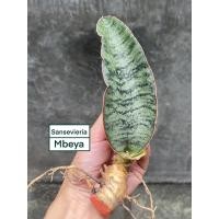 ราคา ต้นลิ้นมังกร Sansevieria Mbeya (42424929324)