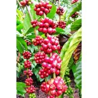 ราคา ขายส่ง 100 เมล็ด เมล็ดพันธุ์กาแฟสายพันธุ์โรบัสต้า Robusta กาแฟอาราบิก้า Arabica กาแฟสด กาแฟ coffee กาแฟสำเร็จรูป (49502724349)