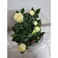 ราคา ต้นกุหลาบฮอลแลนด์สีขาว (13812881179)