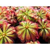 ราคา [ส่งได้ ส-อา] เมล็ดพืชกินแมลง drosera aliciae 20+ เมล็ด พร้อมคู่มือ #Drosera #Aliciae #เมล็ด #หยาดน้ำค้าง #หายาก #นำเข้า (22759710166)