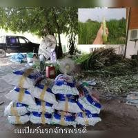 ราคา ท่อนพันธุ์หญ้าเนเปียร์400ท่อน (8969120314)