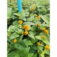 ราคา ผักเผ็ด​ ผักคราดหัวแหวน​ เป็นสมุนไพร​พื้นบ้าน​ ชุด​ 20 กิ่่ง​ (43356478858)