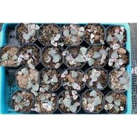 ราคา สายป่านดวงใจ ต้นสายป่านดวงใจ (16974716636)