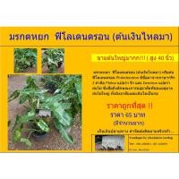 ราคา มรกตหยก ฟิโลเดนดรอน (ต้นเงินไหลมา) (7955446415)