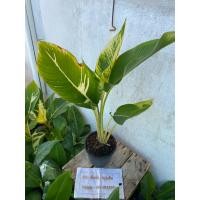 ราคา ต้นกล้วยพัดด่างแคระ ต้นที่ส่ง คือ ต้นในรูป กระถาง 8 นิ้ว ปลูกเลี้ยงง่าย ทั้งในกระถาง / ลงดินได้ (42827796535)
