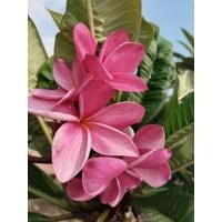 ราคา ลีลาวดี ขายกิ่งพันธุ์1ชุด2กิ่ง100บาท(สีดอกตามภาพปก)ชมคลิป (25361896864)