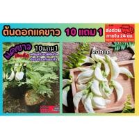 ราคา ต้นดอกแคขาว ต้นไม้สมุนไพร ธรรมชาติ จิ้มน้ำพริก แคแดง แคนา ต้นกล้า เมล็ดพันธุ์ กิ่งปักชำ ปุ๋ย กระถาง น้ำพริก กระถิน ชะอม (42801502644)