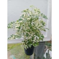 ราคา เล็บครุฑ เล็บครุฑแคระ ไม้ประดับไม้มงคล (41574048755)