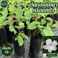 ราคา ต้นดอกแคนา หรือ แคป่า (27512089285)