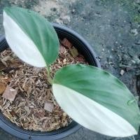 ราคา เปราะป่าด่างขาว ไม้จากป่าแท้ๆ ไม้ป่าน่าสะสม ไม้ด่างไม้ป่าด่าง (24535319794)