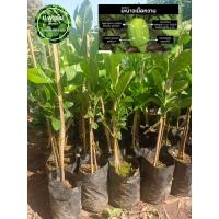 ราคา ต้นมะนาวซิตรอน ต้นมะนาวกินเนื้อ ต้นเสียบยอด เสียหายเคลมฟรี (19371515275)