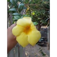 ราคา ต้นบานบุรี ขายกิ่งพันธุ์ตัดสด ชุด 15 กิ่ง (24817933288)