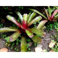 ราคา ต้นสับปะรดสี ขายเฉพาะหน่อไม่รวมดิน (ต้นเล็ก) (5014771842)